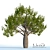 Australian Bottle Tree - Exquisite Native Specimen 3D model small image 1