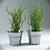  Aromatic Rosemary Pot Plant 3D model small image 1