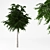 Acacia: Beautiful Blooms for Your Garden 3D model small image 1
