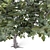 Fresh Fig Harvest: Ficus Carica 3D model small image 2