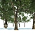 Outdoor Tree with High Trunk Texture 3D model small image 3