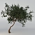 6m Acacia Tree: Elegant and Heighty 3D model small image 1