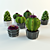 Desert Chic: Cacti & Succulents 3D model small image 2