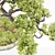 Elegant Vray Bonsai Tree 3D model small image 3