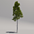 Giant Pine Tree: Second Edition 3D model small image 2