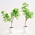 Elegant Ficus Lyrata Plant Accent 3D model small image 1