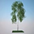 Birch Model: Perfect for Close-ups and Medium Shots 3D model small image 1