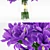 Vray Irises 3D Model 3D model small image 3