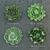 Molodilo Succulent Plant Set 3D model small image 1