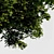 Evergreen Beauty: High-Density Exterior Tree 3D model small image 3