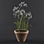 Ornamental Agapanthus in Pot 3D model small image 1