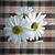 Lovely Daisy Bouquet 3D model small image 2