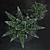 Haworthia Succulent Plant - Decorative Beauty 3D model small image 2