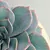 Succulent Plant - 20cm Height 3D model small image 2