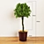 Botanical Beauty: Green Houseplant 013 3D model small image 1