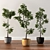 Versatile Ficus Silk Tree Set 3D model small image 1