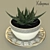 Haworthia - Stunning Ornamental Plant 3D model small image 1