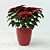 Blooming Poinsettia: Vibrant Indoor Plant 3D model small image 1