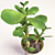 32cm Money Plant - Prosperity in a Pot 3D model small image 2