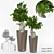 Elegant Ficus Bansai Duo 3D model small image 1