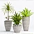 Elegant Decorative Plant 3D model small image 1