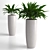 Elegant Aspidistra Plant Duo 3D model small image 2