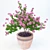 Title: Vibrant Azalea Potted Plant 3D model small image 1