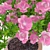 Title: Vibrant Azalea Potted Plant 3D model small image 2