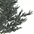 Blue Spruce Tree in Pot | 530mm Height 3D model small image 2