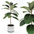 Rubber Fig Tree in Concrete Pot 3D model small image 1