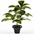 Realistic Schefflera Plant in Pot 3D model small image 1