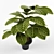 Realistic Schefflera Plant in Pot 3D model small image 2