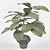 Realistic Schefflera Plant in Pot 3D model small image 3