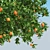 Tall & Lush Orange Tree 3D model small image 3