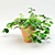 Peperomia Flowerpot - Two Designs 3D model small image 2