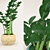 Zamioculcas: The Perfect Home Plant 3D model small image 2