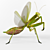 Mantis Religiosa: Elegant Insect Décor 3D model small image 2