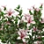 Serissa Foetida: Beautiful & Fragrant Flora 3D model small image 2