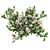 Serissa Foetida: Beautiful & Fragrant Flora 3D model small image 3