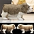 Charming English Bulldog Puppy with Beautiful Coat 3D model small image 1