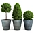 Buxus_two - High-quality 3D Plant Model 3D model small image 1