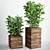 Lush Ficus Lyrata Plant 3D model small image 1