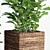 Lush Ficus Lyrata Plant 3D model small image 2