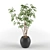 Exquisite Indoor Greenery: High-Quality Ornamental Plants 3D model small image 1