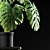 Tropical Monstera Plants for Sale 3D model small image 2