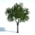  Majestic Common Tree - 11m Tall 3D model small image 1