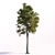 European Beech Tree: Geometric Foliage & Unique Texture 3D model small image 1