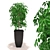 Tropical Schefflera: Vibrantly Patterned Decorative Plant 3D model small image 1