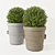 Elegant Boxwood Planters 3D model small image 1