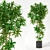  Fresh Greenery for Your Space 3D model small image 1